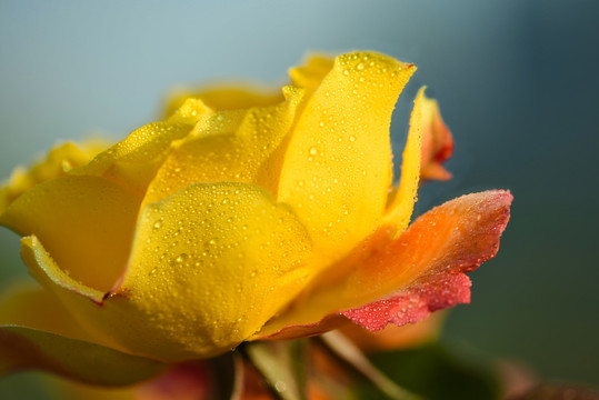 月季花