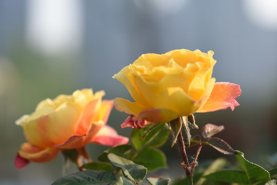 月季花