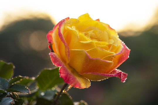 月季花