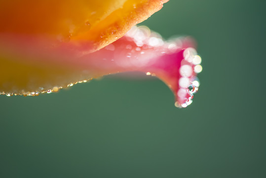 月季花