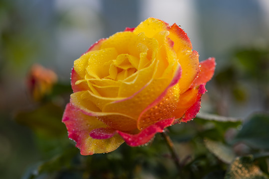 月季花