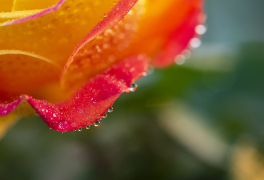 月季花
