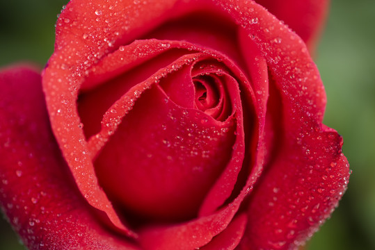 月季花