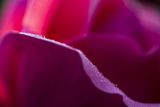 月季花