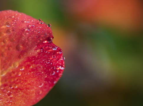 月季花