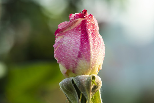 月季花