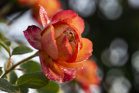 月季花