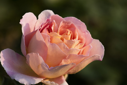 月季花