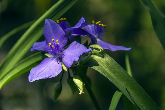 特写紫露草花