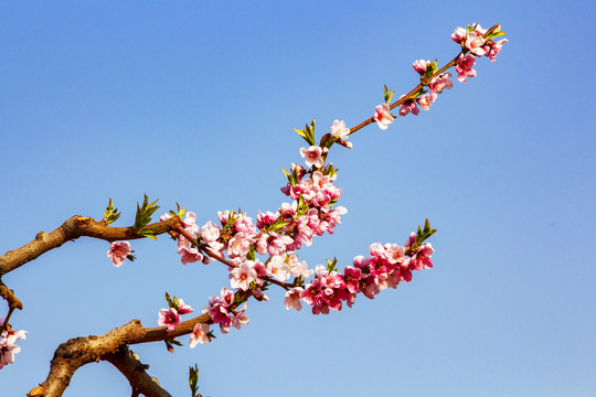 蓝色背景的桃花树枝