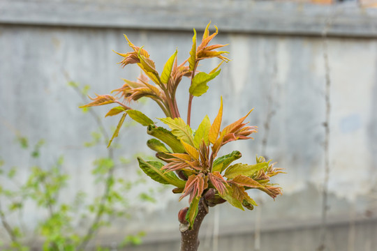 香椿树嫩芽