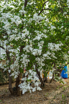 白色丁香花