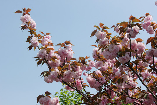 樱花