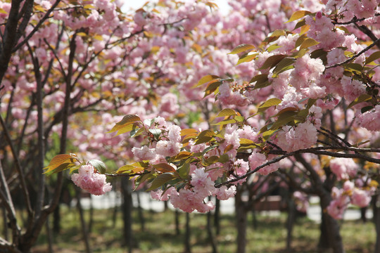 樱花