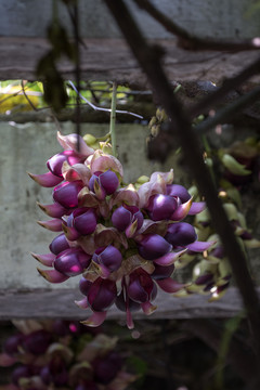 禾雀花