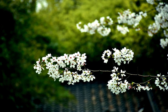 太子湾樱花