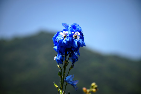 小蓝花