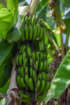 树上的香蕉