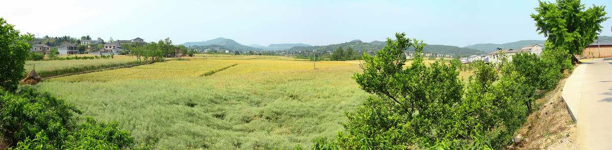 麦田油菜地