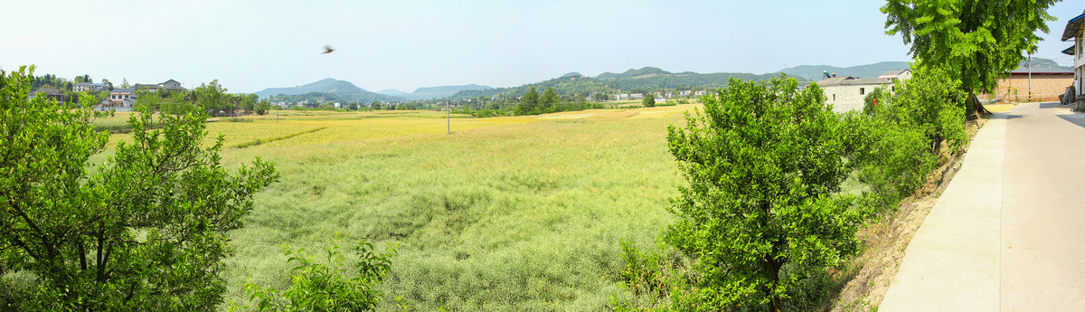 麦田油菜地