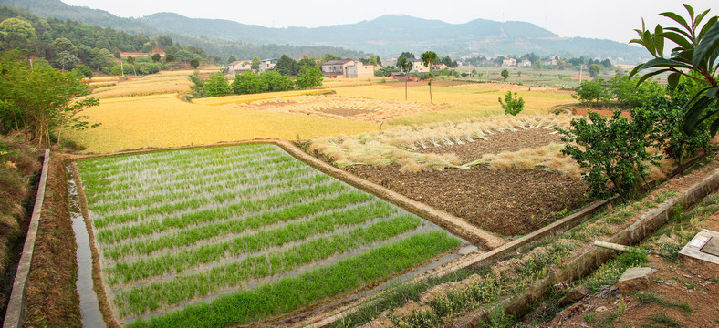 麦田油菜地