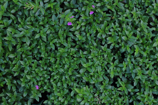 绿皮植物墙绿色背景图