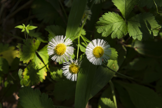 邹菊