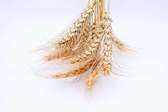 麦子