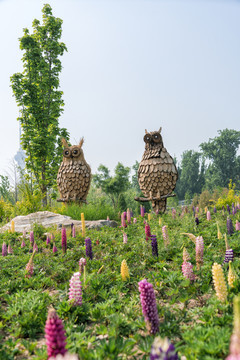 鲁冰花