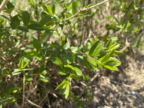 水蜡树