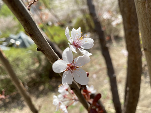 紫叶李