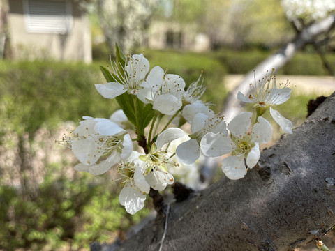 李子花