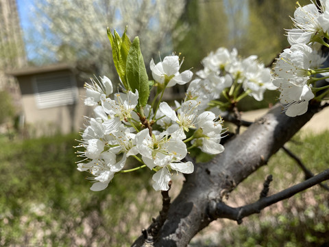 李子花