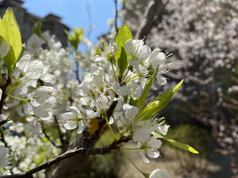 李子花