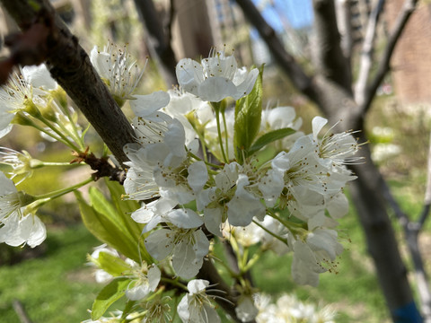 李子花