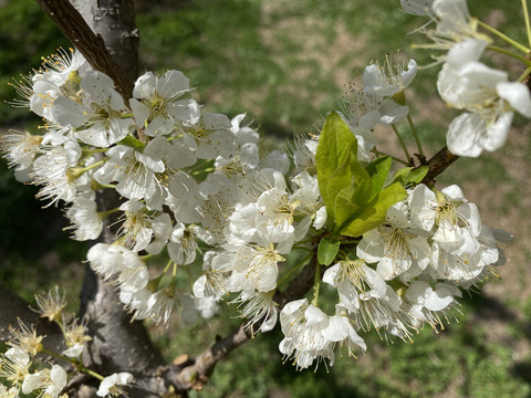 李子花