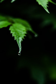 雨中植物