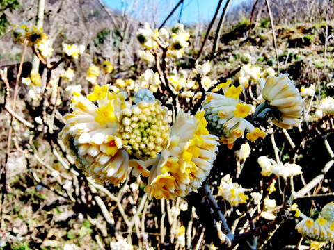 梦冬花