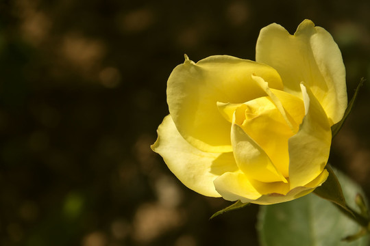 一朵黄色月季花