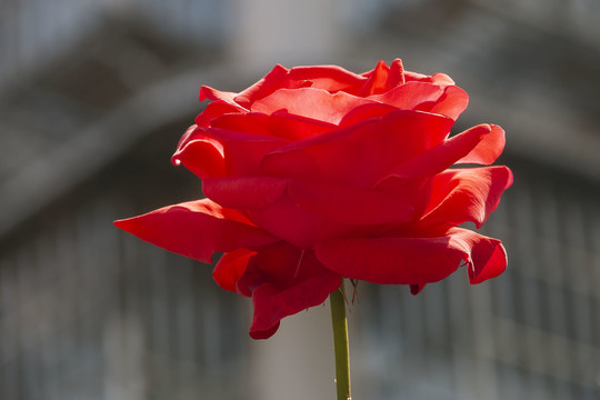 一朵盛开的红玫瑰