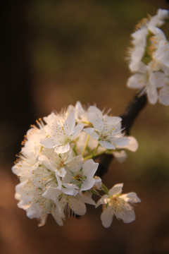 梨花