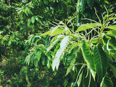 板栗树开花了