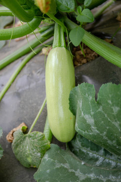 西葫芦