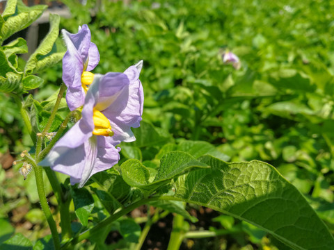 马铃薯花土豆花