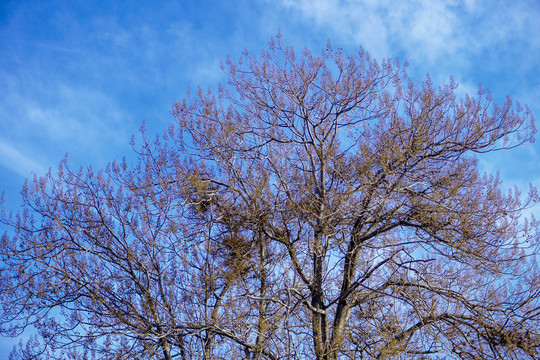 蓝天下的梧桐树