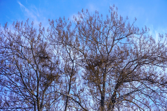 蓝天下的梧桐树枝