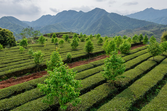 茶园风光