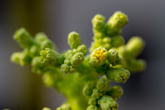 生菜花