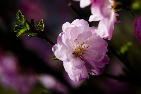 春暖花开桃花小桃红桃红柳绿