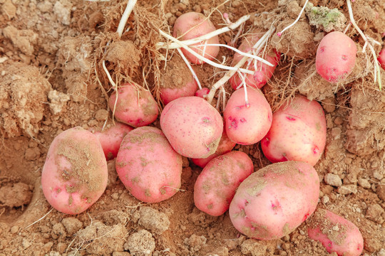 红皮土豆产地
